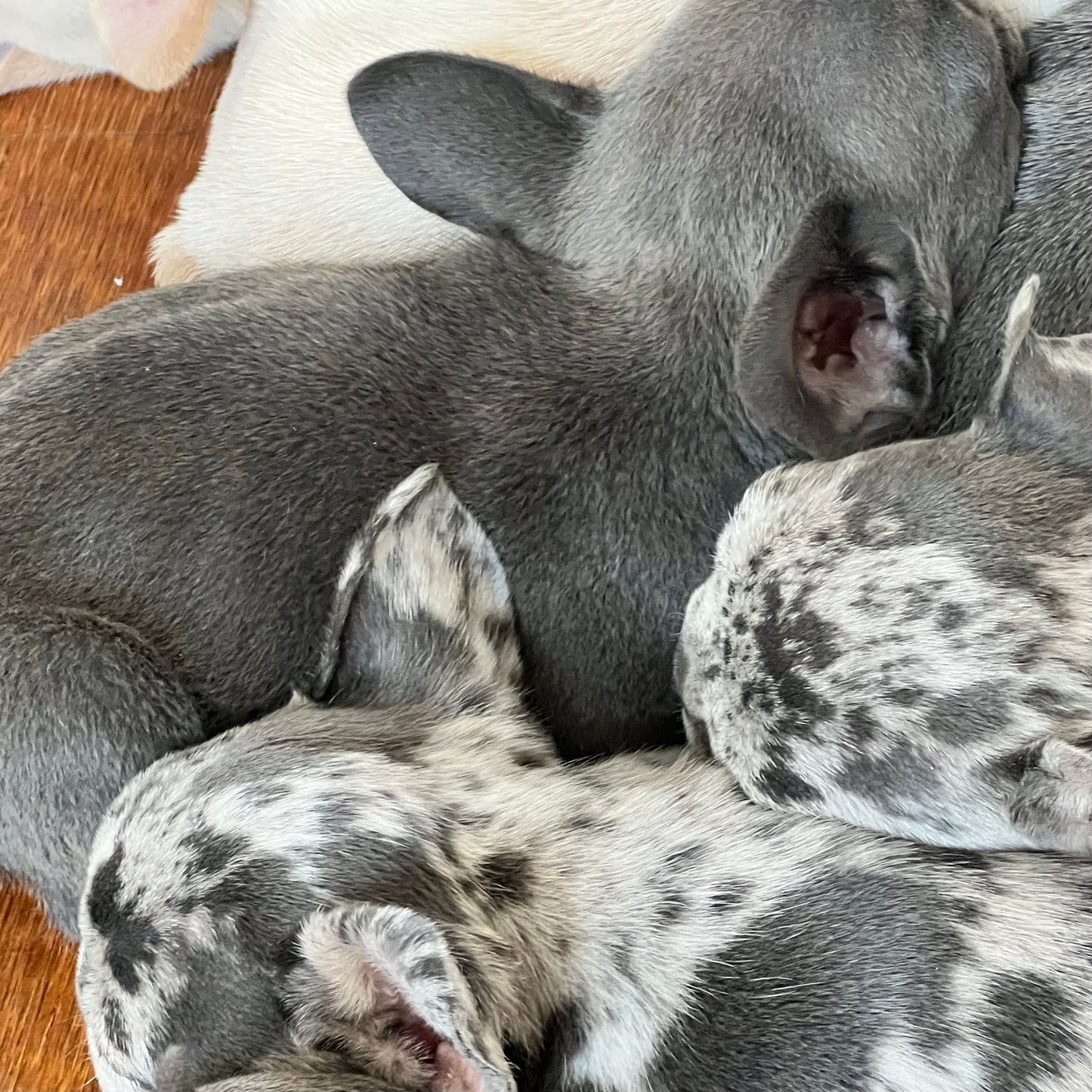 Puppy Yoga | Seattle