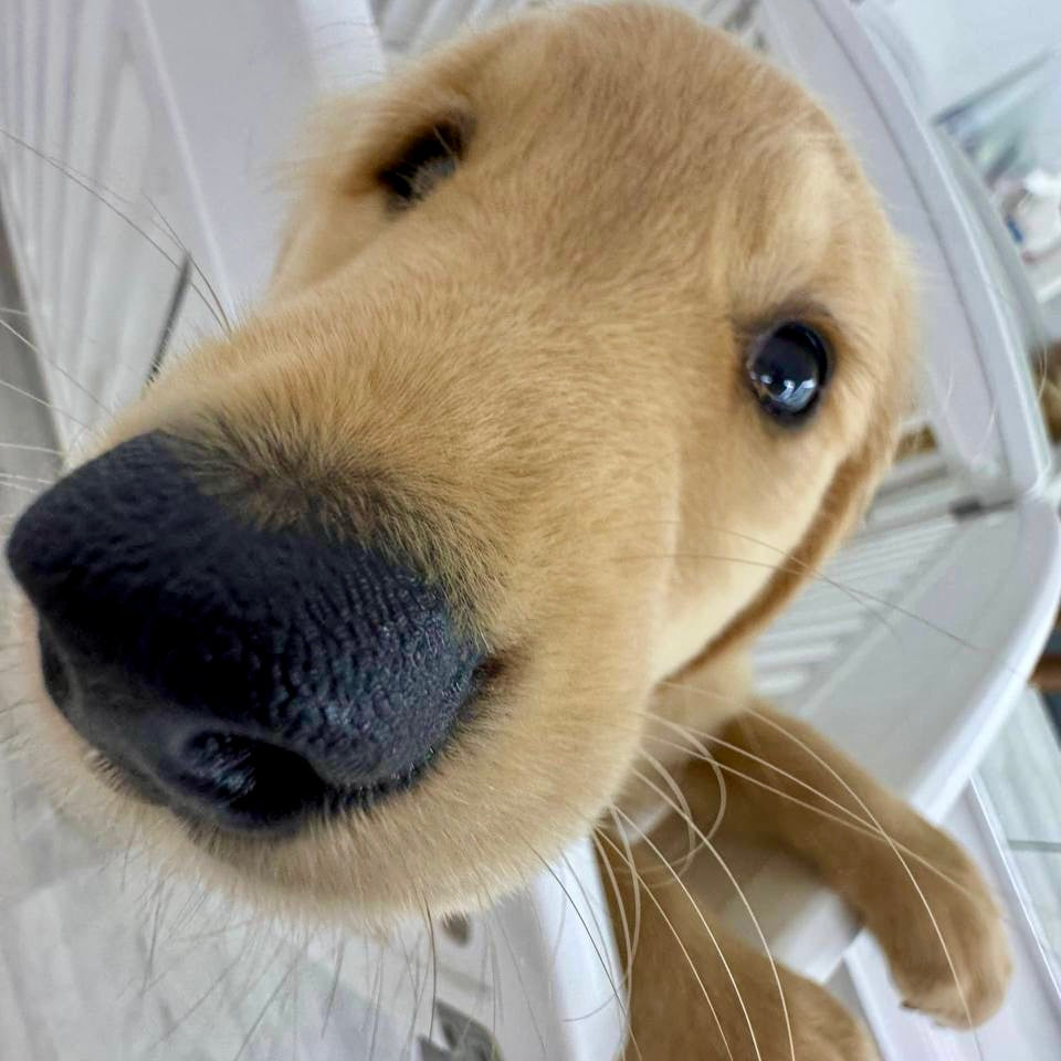 Puppy Yoga | New York