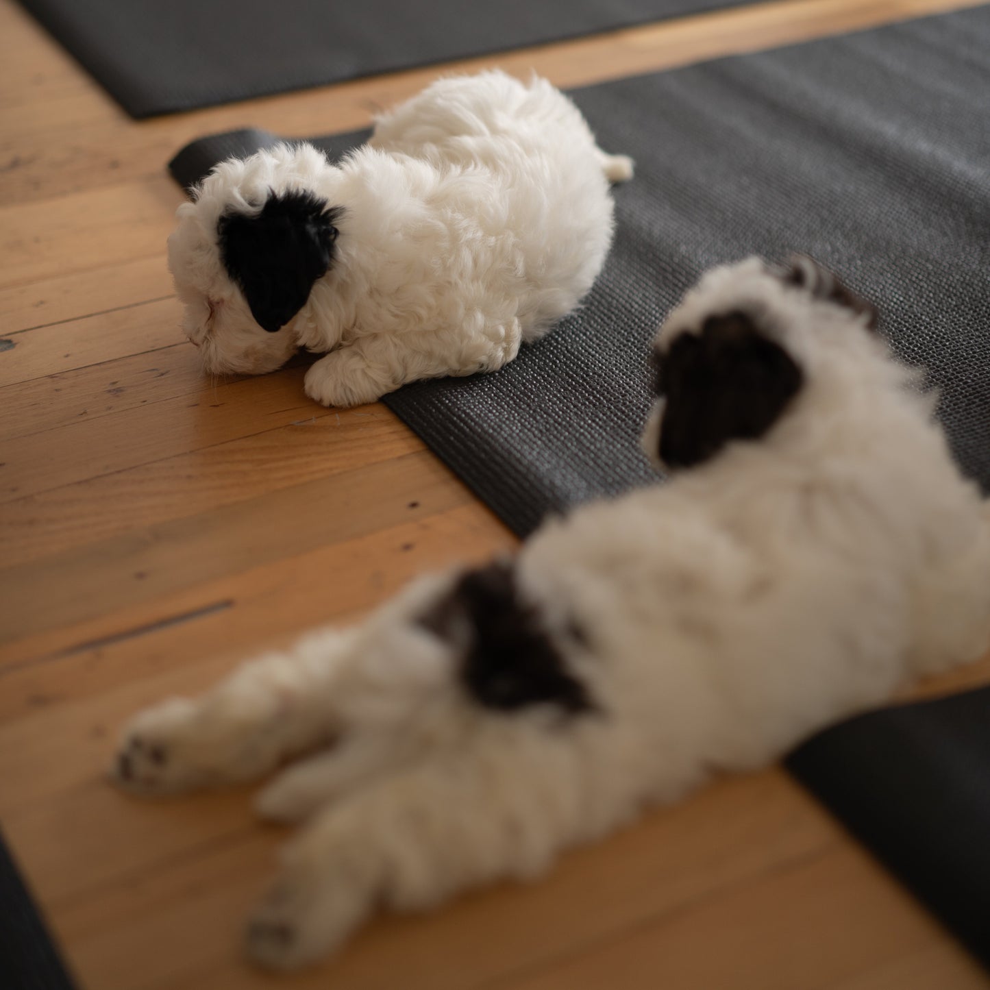 Puppy Yoga | New York