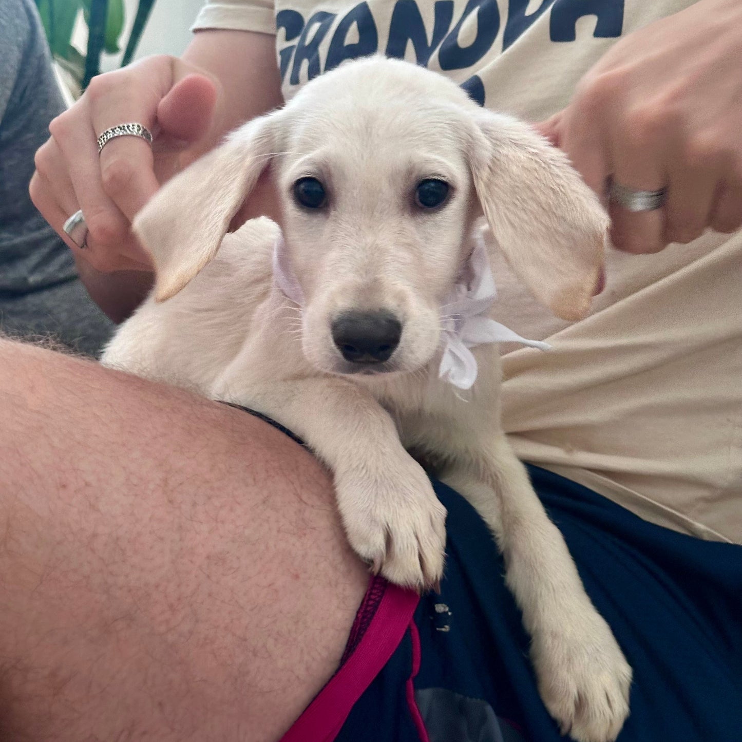 Puppy Yoga | Charlotte
