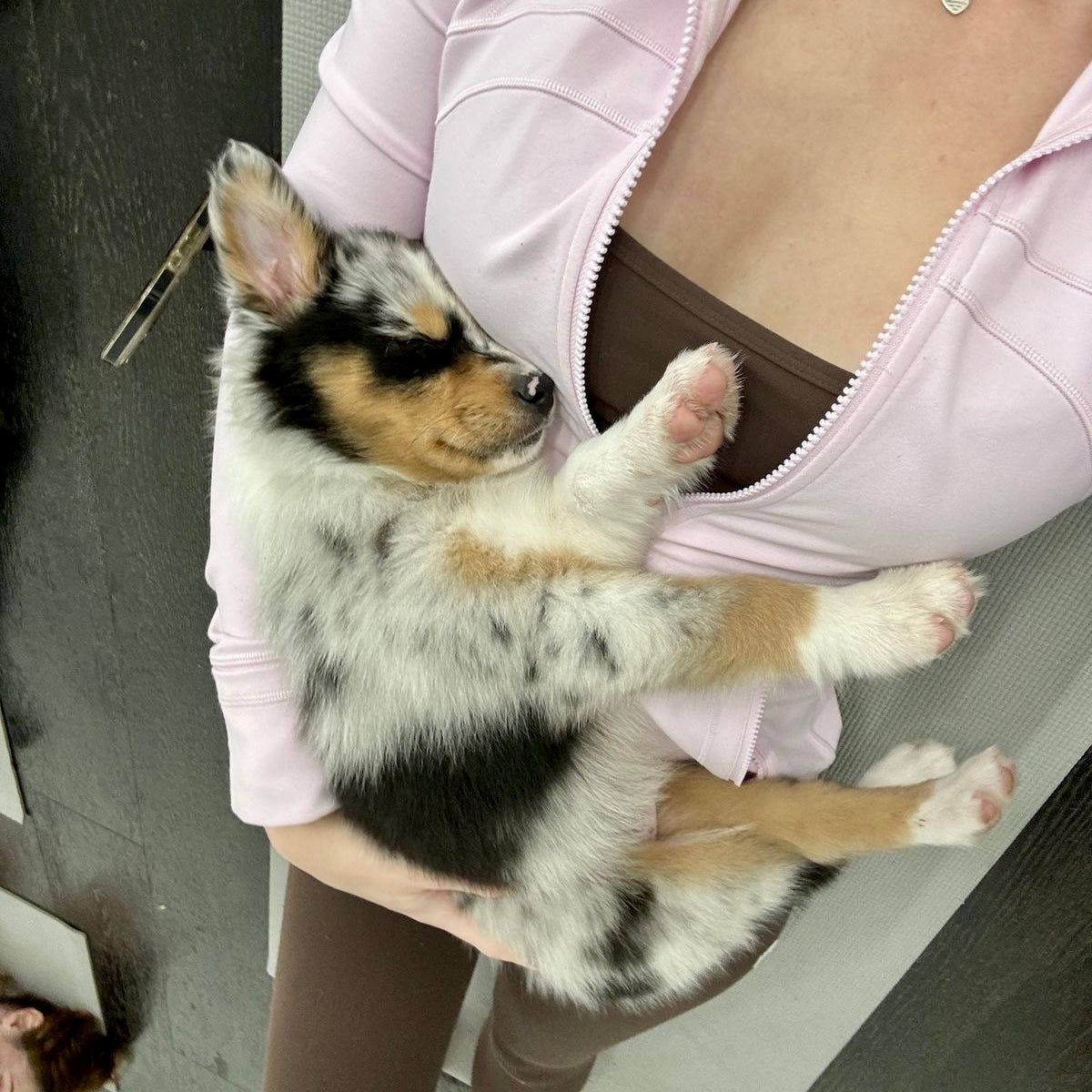 Puppy Yoga | San Francisco