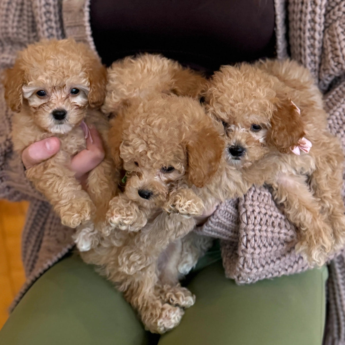 puppy yoa usa