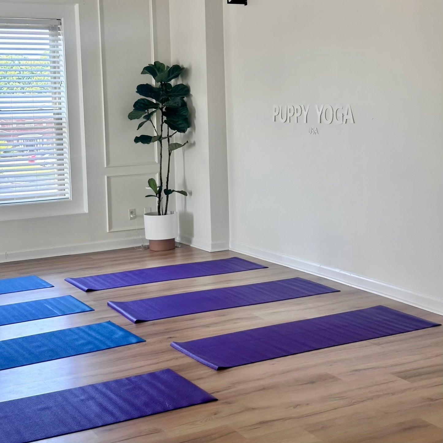 Puppy Yoga | Charlotte