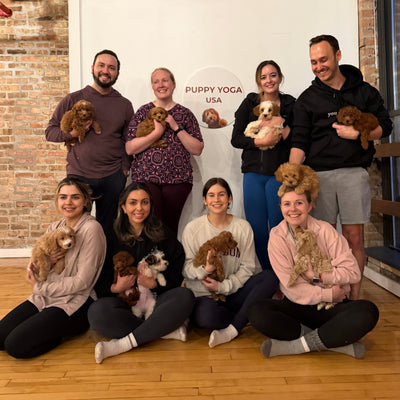 The Ultimate French Bulldog Puppy Yoga Experience