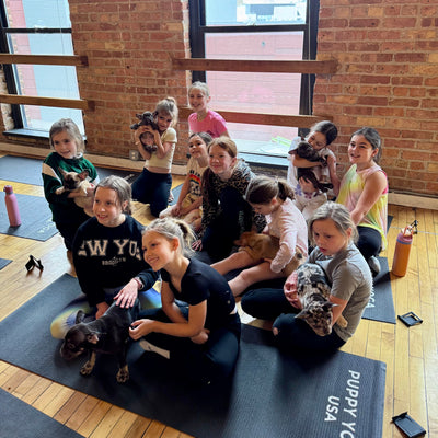 What to Expect From Puppy Yoga Classes in San Francisco