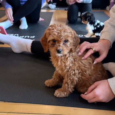 Cavapoo & Mini Poodle Puppy Yoga