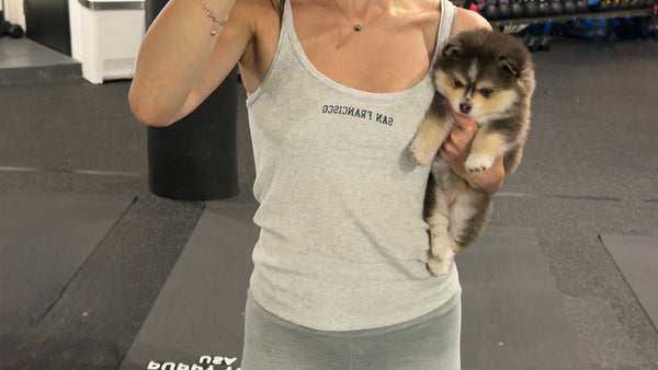 Husky Puppies in San Francisco Puppy Yoga