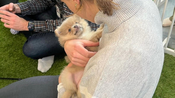 Best Weekend Fun With Puppy Yoga in SF