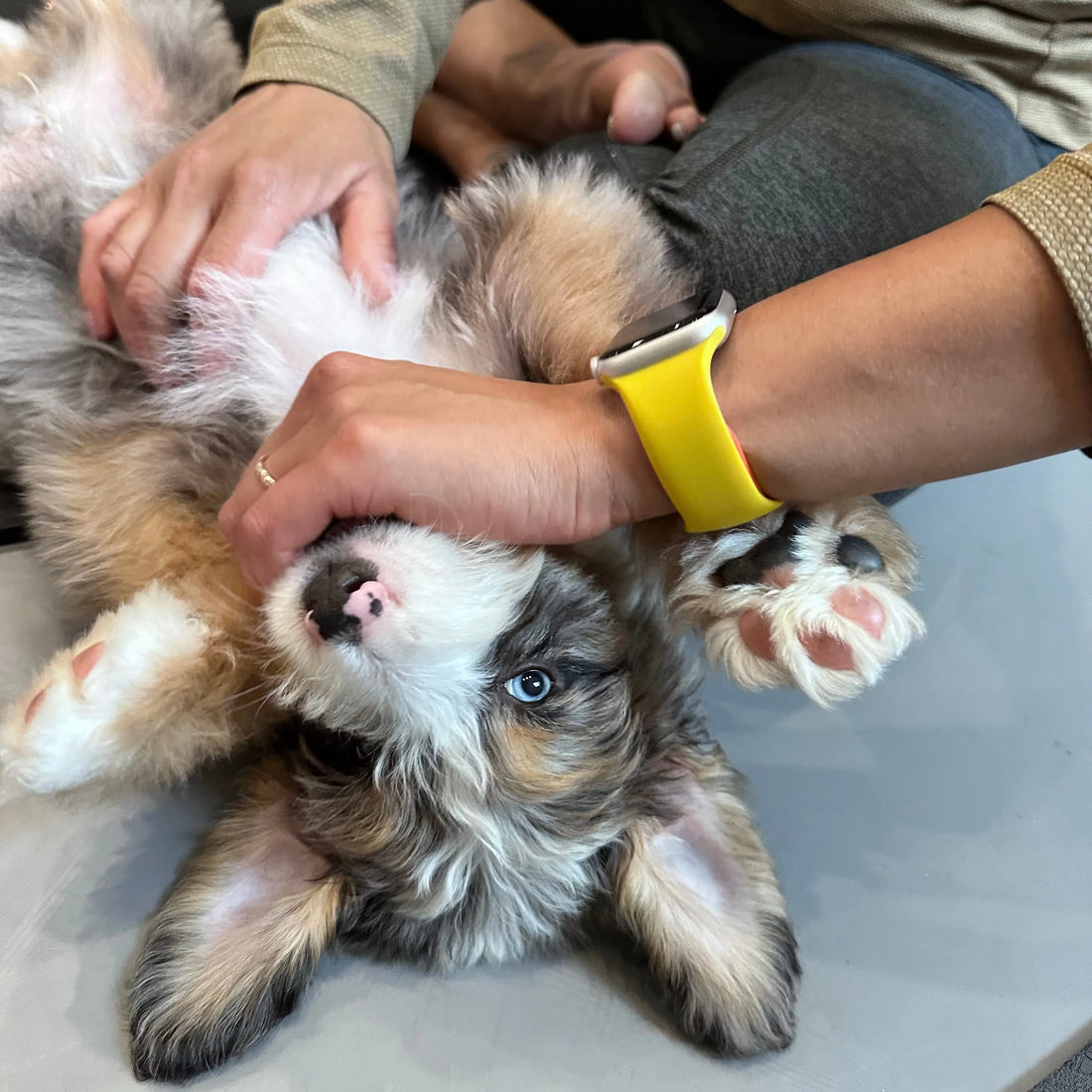 How Puppy Yoga Helps Shelter Puppies Find Forever Homes