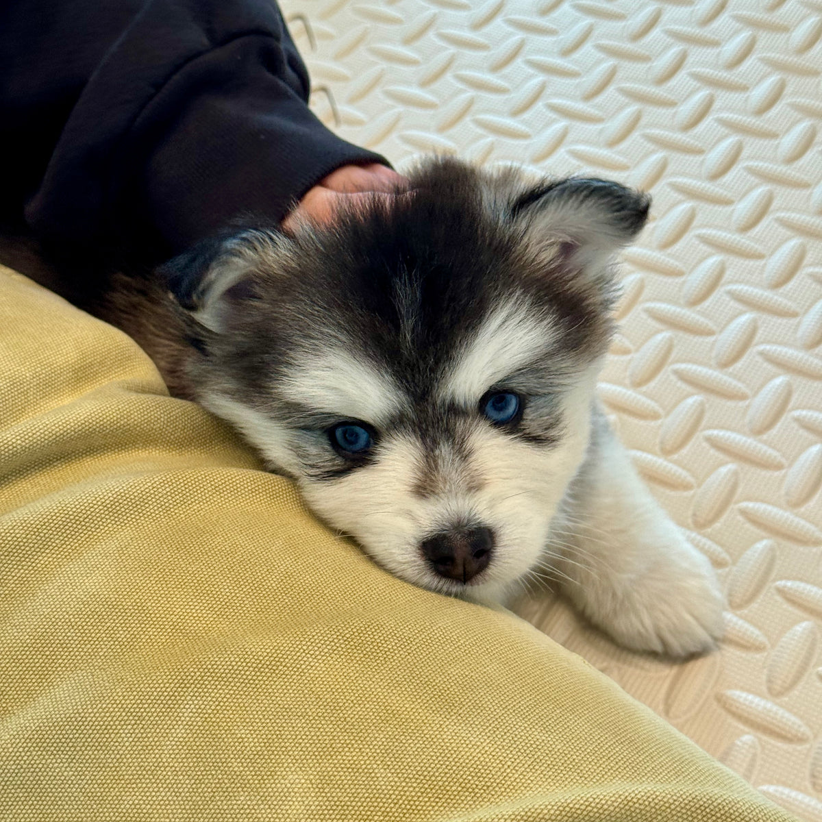 Puppy Yoga | San Francisco