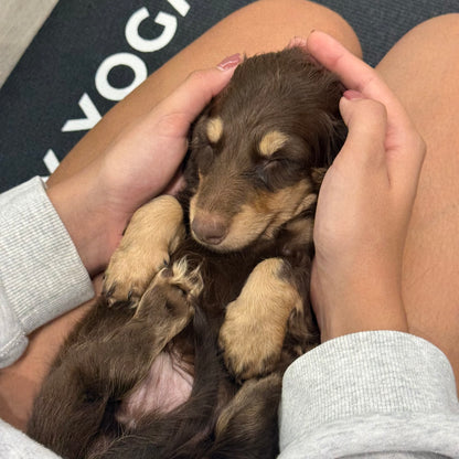 Puppy Yoga | Seattle