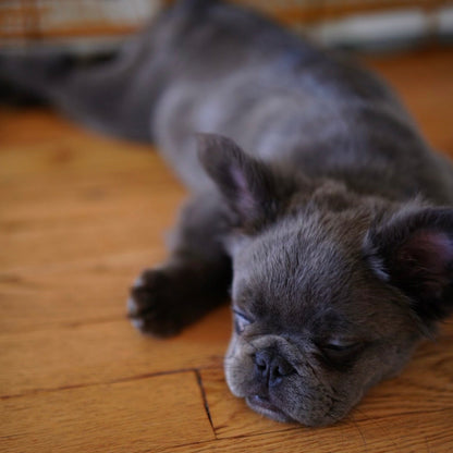 Puppy Yoga | New York