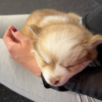 Puppy Yoga | San Francisco