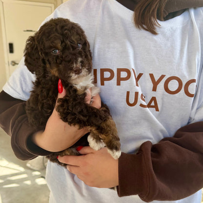Puppy Yoga Private Event | SF