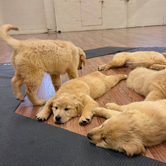 Puppy Yoga | Seattle