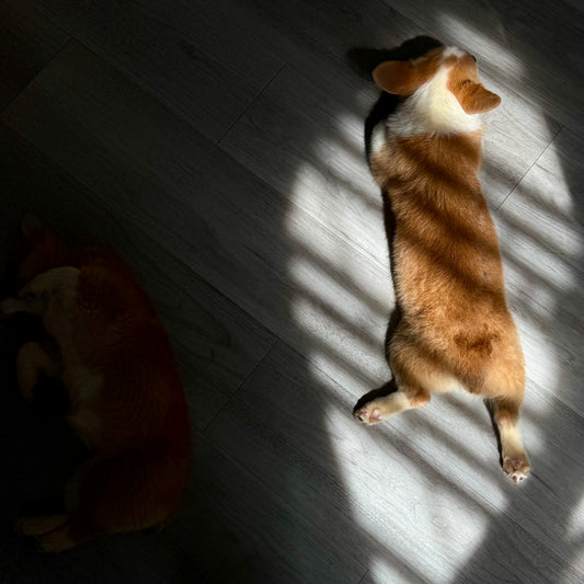 Puppy Yoga | New York