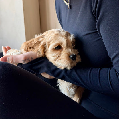 Puppy Yoga Private Event | SF