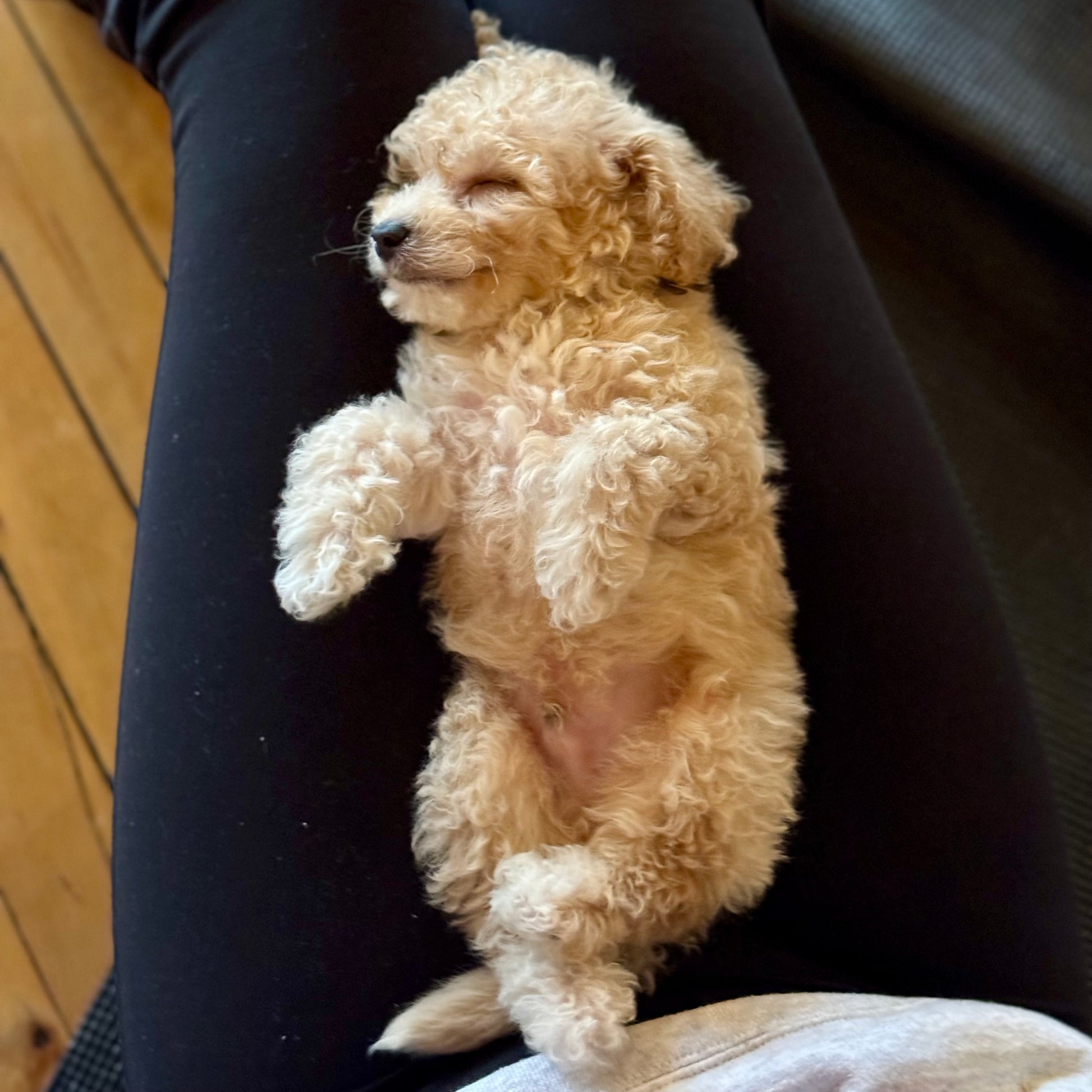 puppy yoa usa