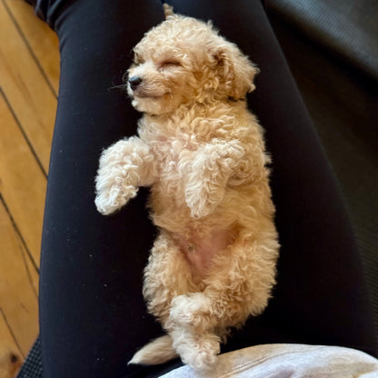 puppy yoa usa