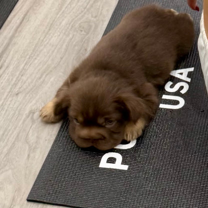 Puppy Yoga Event | NYC