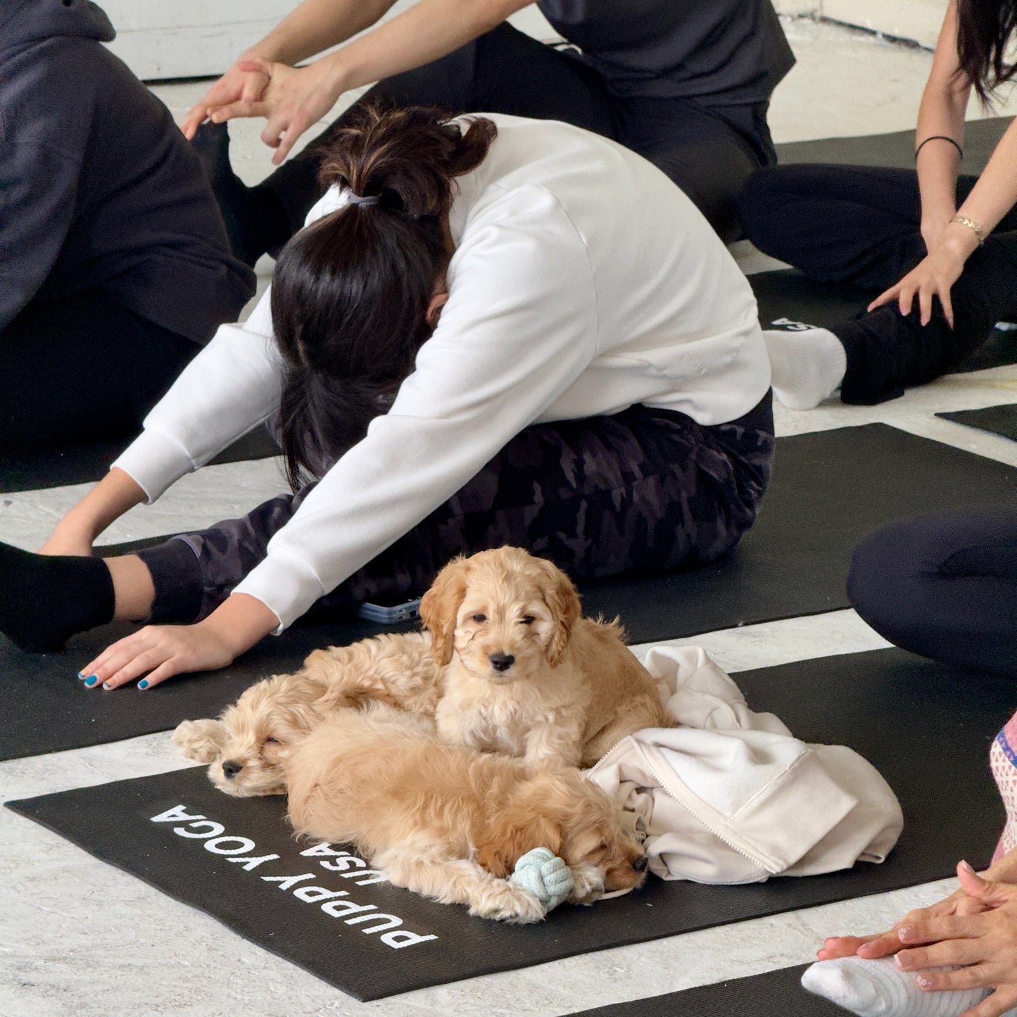 Puppy Yoga Private Event | SF