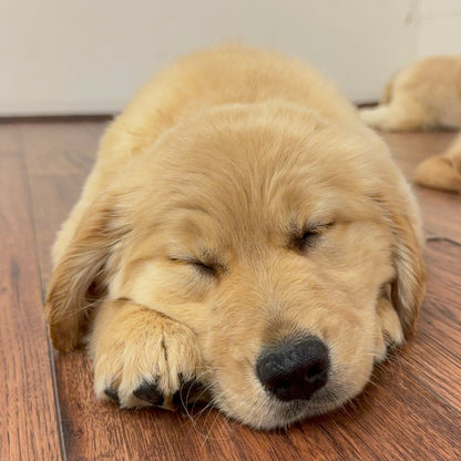 Puppy Yoga | Chicago