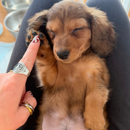 Puppy Yoga | Chicago