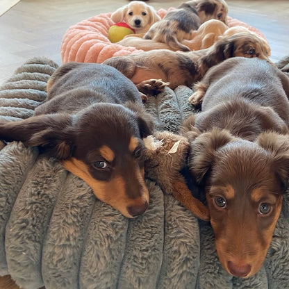 Puppy Yoga | San Francisco