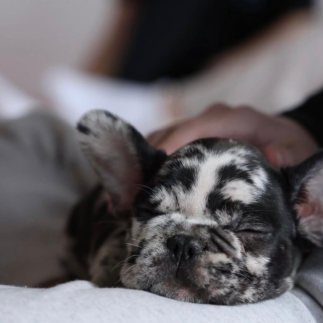Puppy Yoga | Seattle