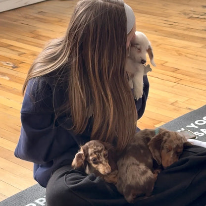 puppy yoga new york
