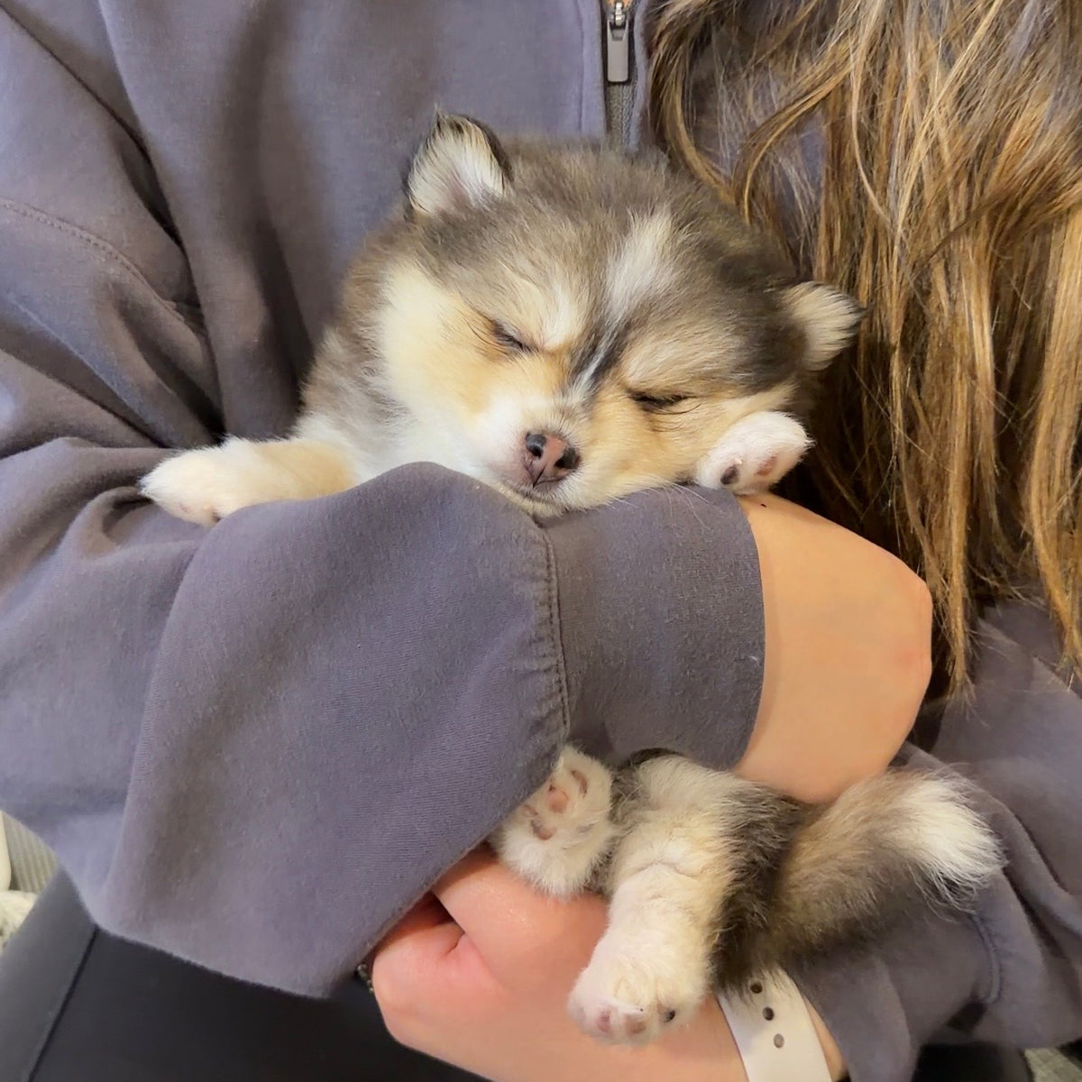 Puppy Yoga | San Francisco