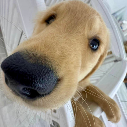 Puppy Yoga | New York