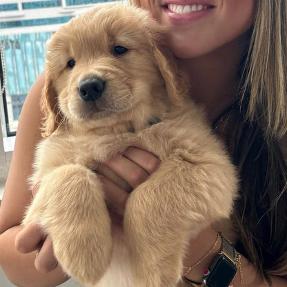 Puppy Social | Seattle