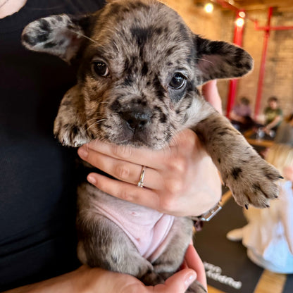 Puppy Yoga | San Francisco