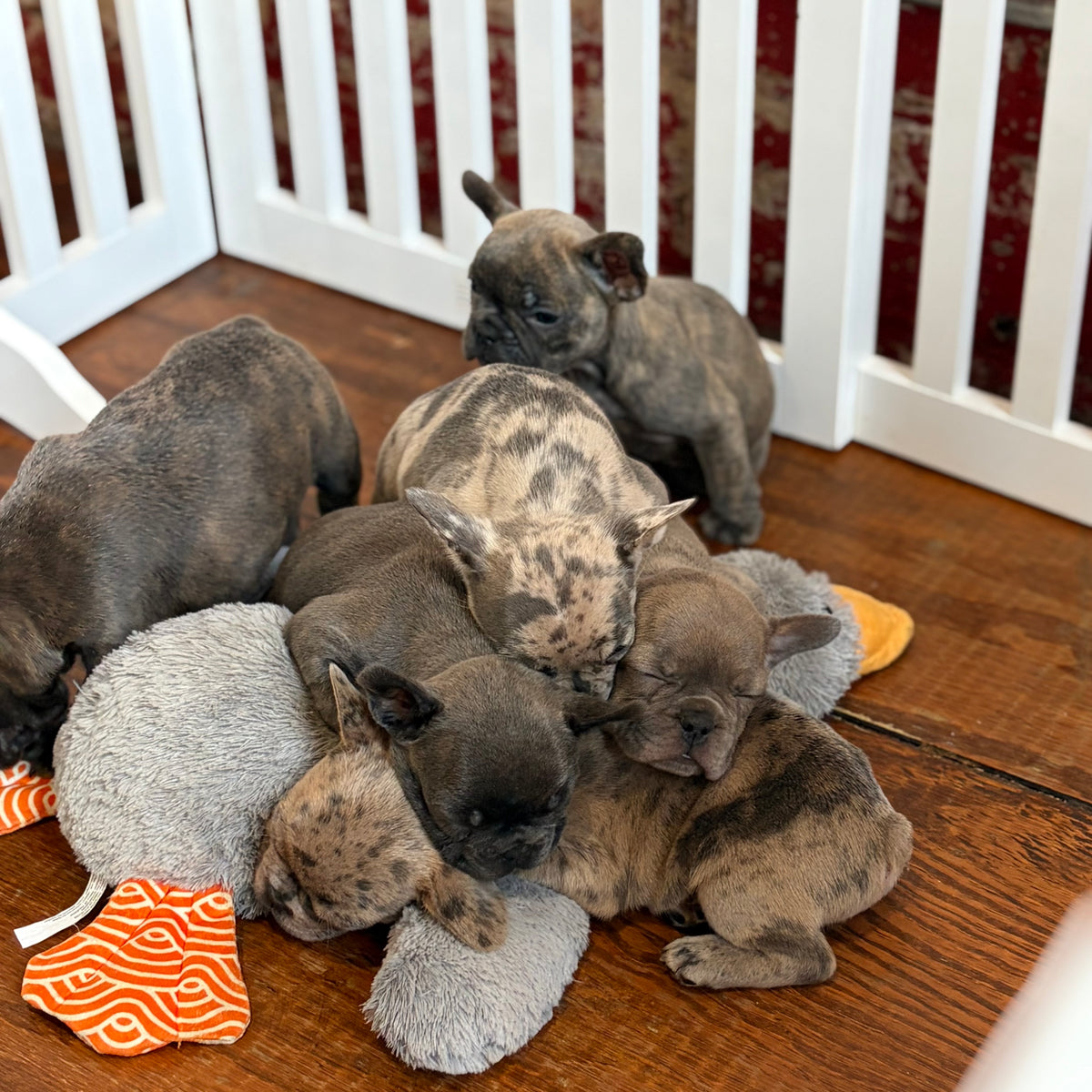 Puppy Yoga | Los Angeles