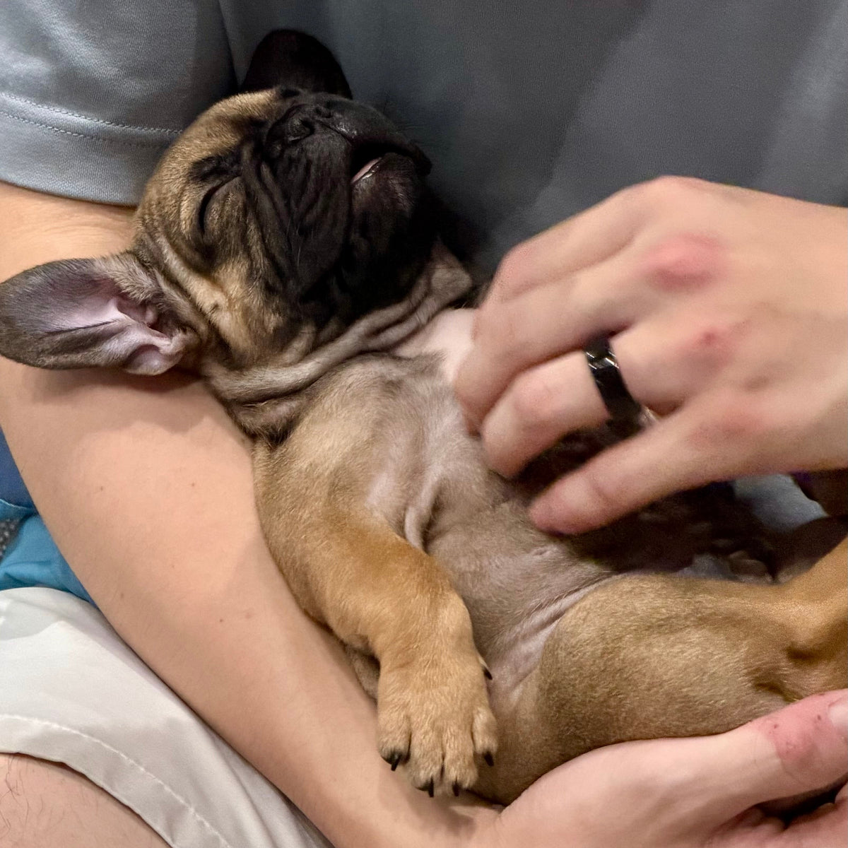 Puppy Yoga | New York