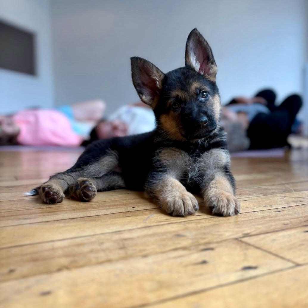 Puppy Yoga | Seattle