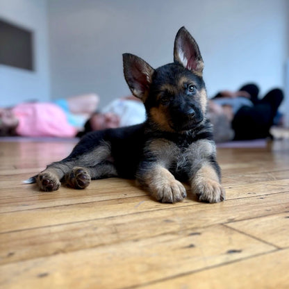 Puppy Yoga | Seattle