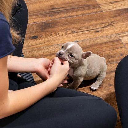 Puppy Yoga | Seattle