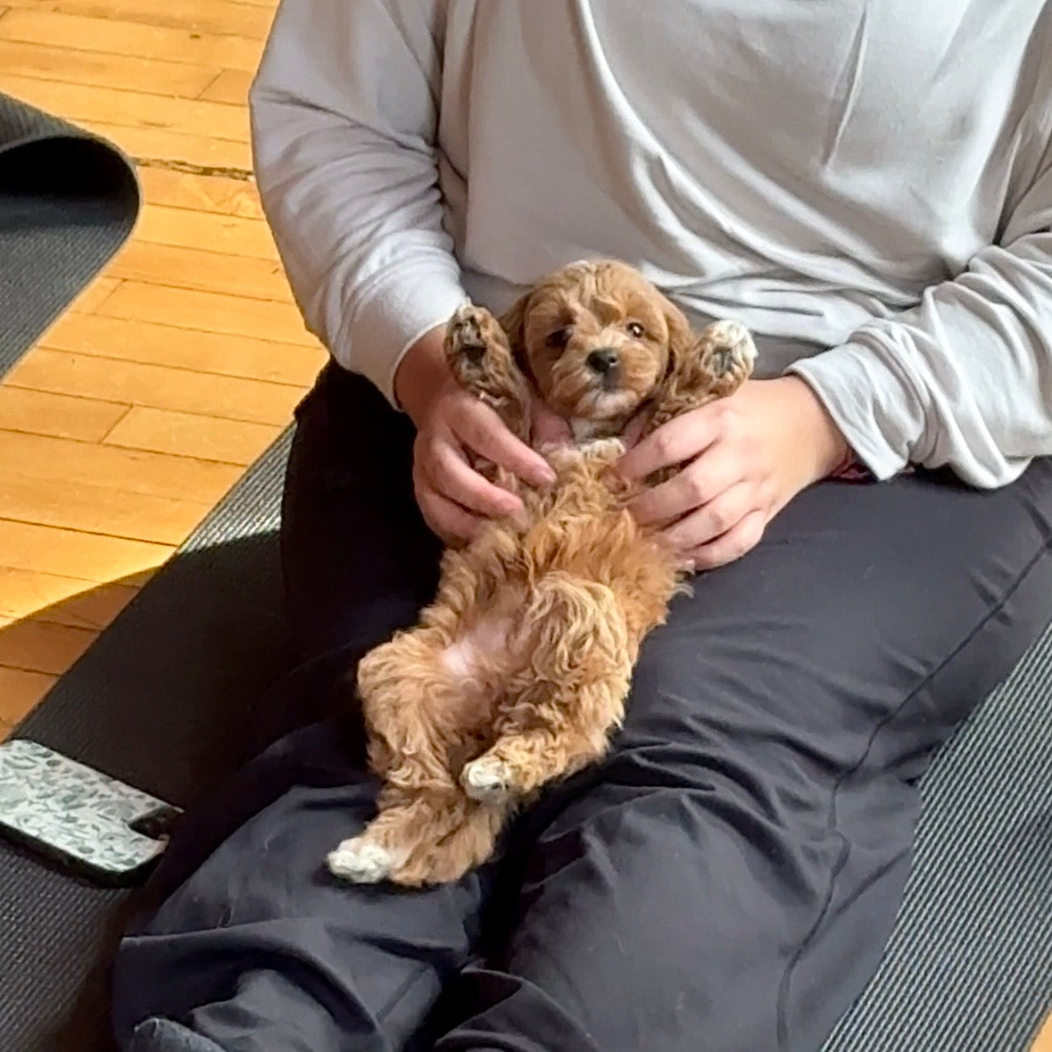 Puppy Yoga | New York