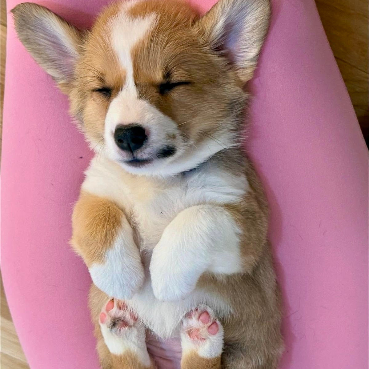 Puppy Yoga | Los Angeles