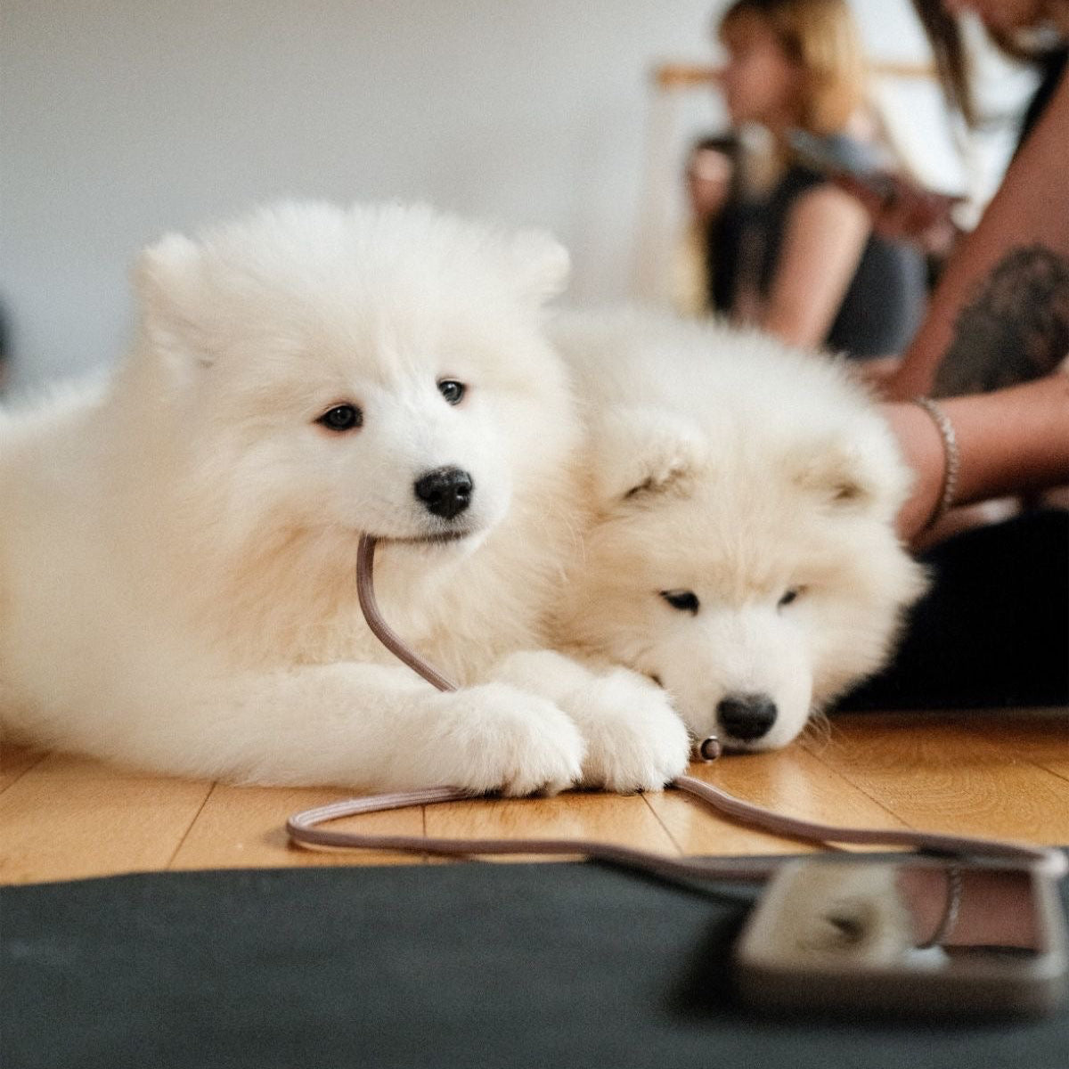 Puppy Yoga | New York