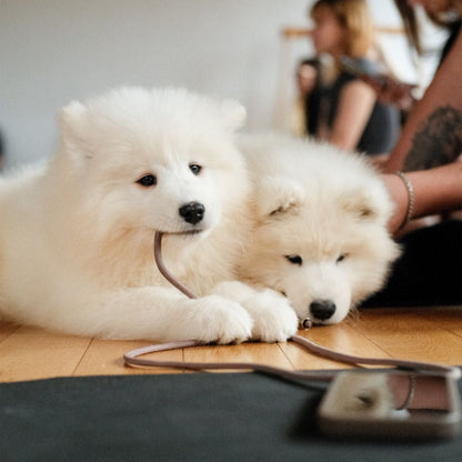 Puppy Yoga | New York