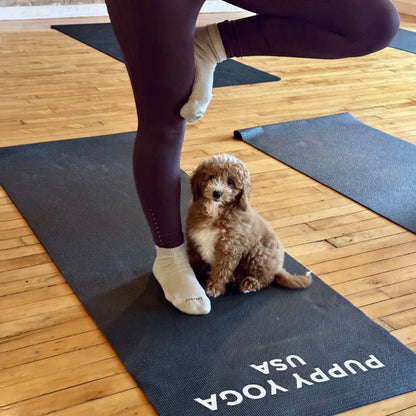 Puppy Yoga | Seattle