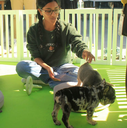 Puppy Social | Seattle