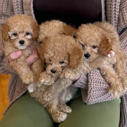 puppy yoa usa
