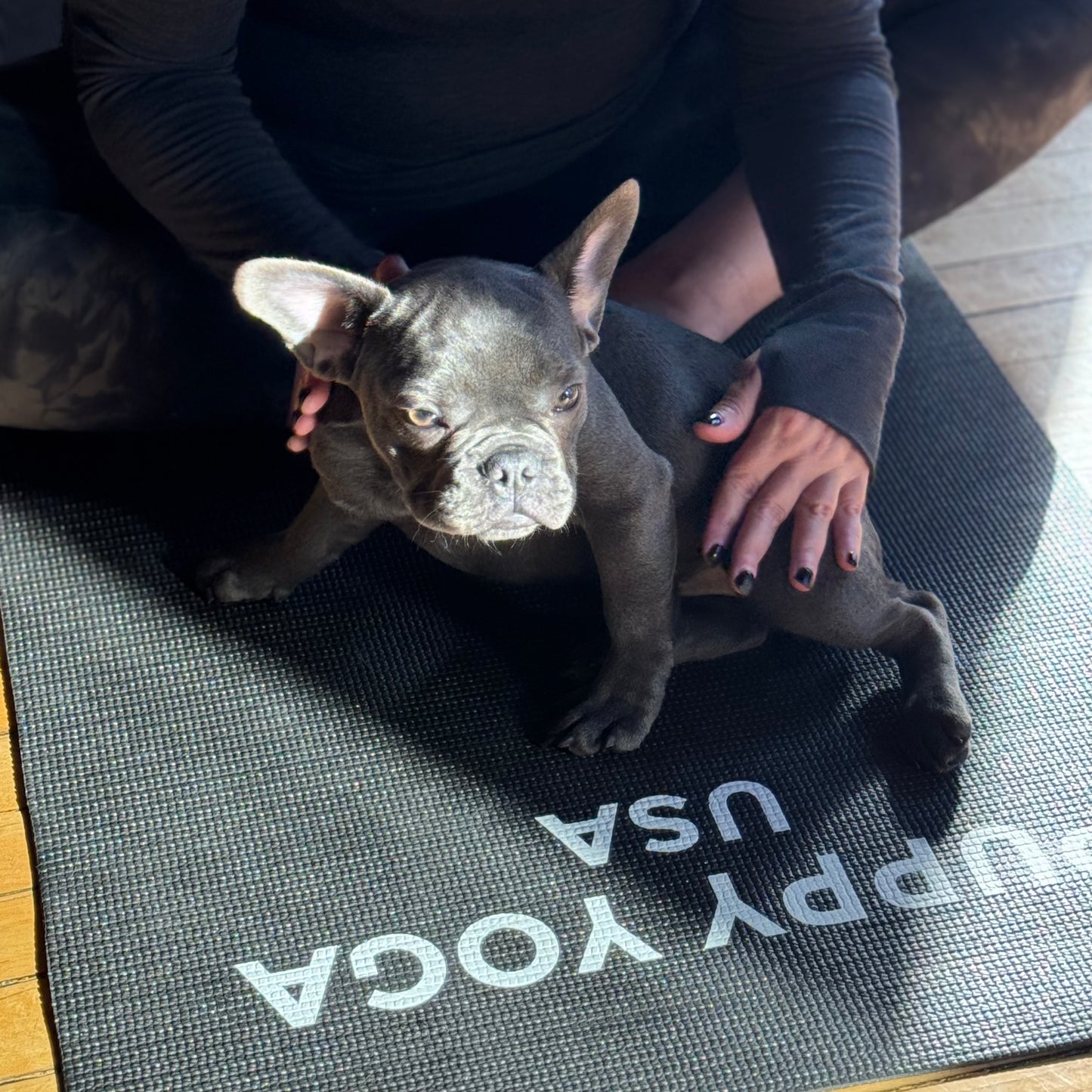 Puppy Yoga | Seattle