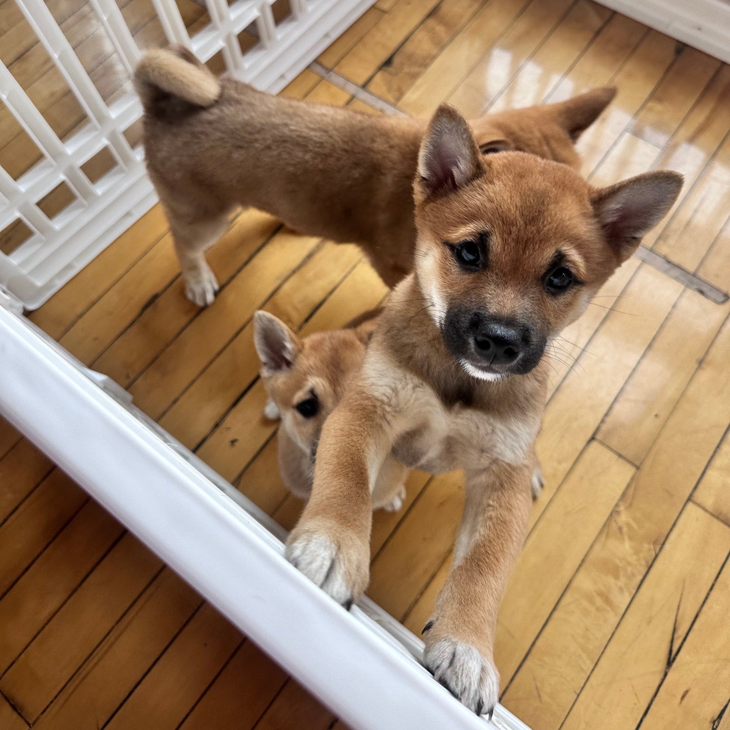 puppy yoa usa