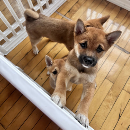 puppy yoa usa