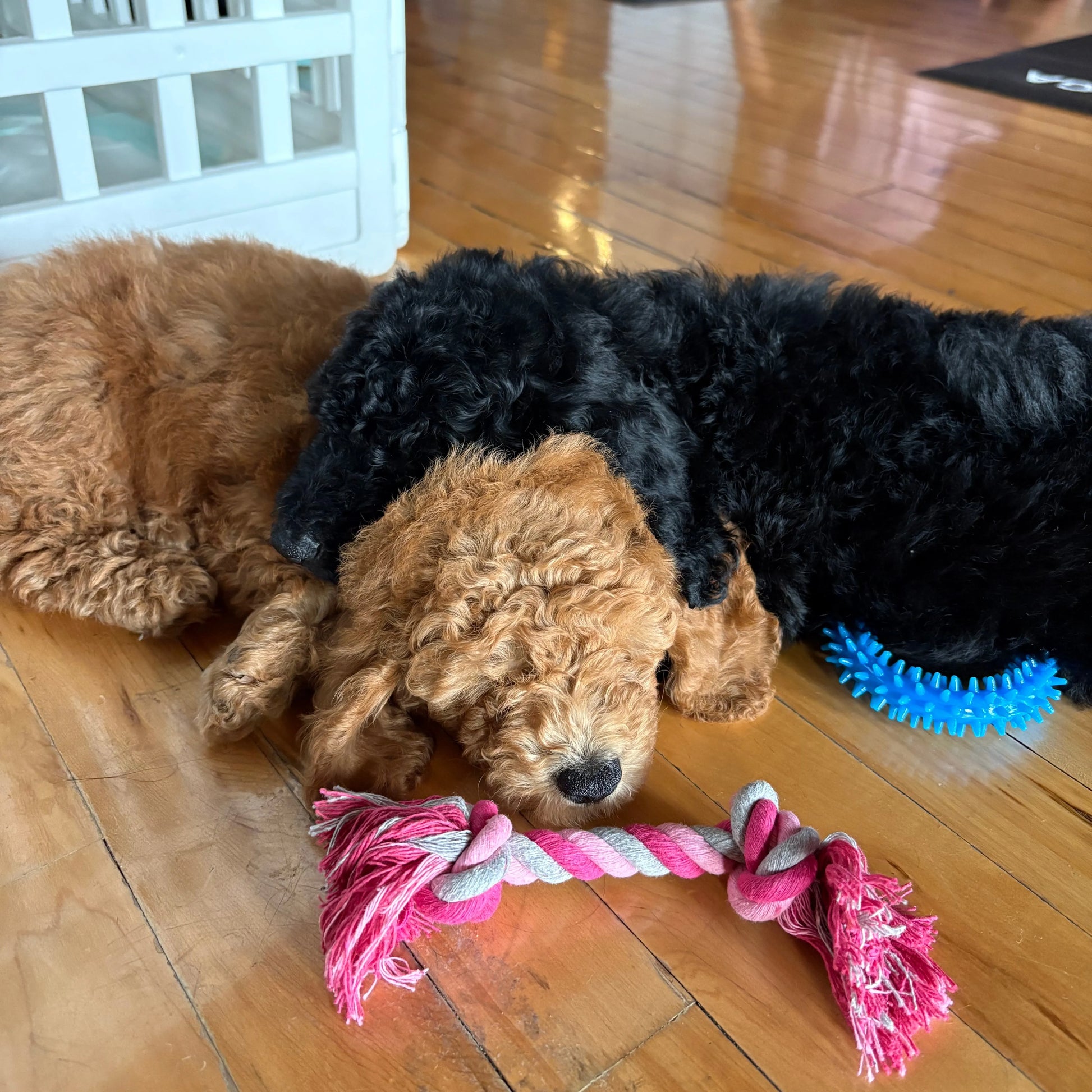 puppy yoa usa